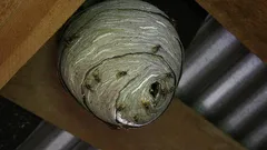 Przeszkadzają ci osy? Prosta rada, jak łatwo i na zawsze się ich pozbyć bez użądleń