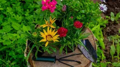 Posadź jesienią, a na wiosnę się zdziwisz: te kwiaty przetrwają mróz i zakwitną jak z bajki