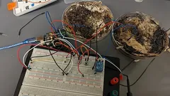 Naukowcy stworzyli pamięć komputerową z grzybni shiitake – jak im się to udało?