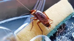 Karaluchy uciekają: jeden zwykły produkt kuchenny skutecznie rozwiązuje problem