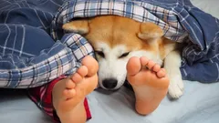 Dlaczego psy tak bardzo lubią spać u stóp właściciela – zaskakujące powody i ciekawostki