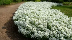 Bez podlewania i chwastów: zasiej w październiku, a wiosną twój ogród pokryje się białym dywanem kwiatów