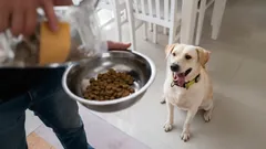 Jak zamienić każdy posiłek w trening mózgu dla swojego psa: gry z jedzeniem dla rozwoju inteligencji