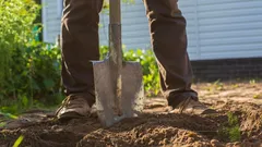 Rośliny przestają rosnąć: listopadowy błąd, który spowoduje brak plonów