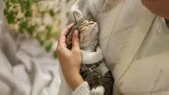 Pierwsze doświadczenie: jak nie należy opiekować się kociakiem