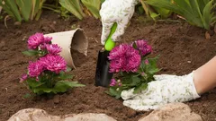 Jesienny ogródek: jak prawidłowo przygotować klomb do zimowego spoczynku w listopadzie