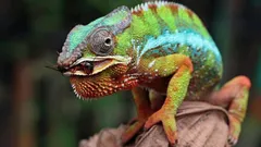 360 stopni bez obracania głowy: jak działa wzrok najbardziej tajemniczego gada na świecie